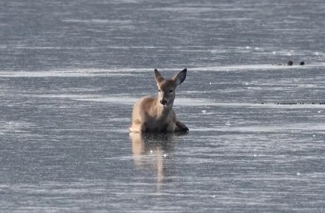 Cerf coincé sur le lac gelé
