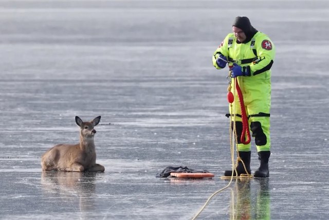 Le pompier passe le lasso autour du cerf