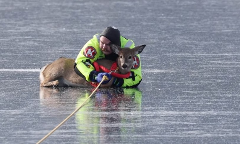 Le pompier enlace le cerf pour le rassurer