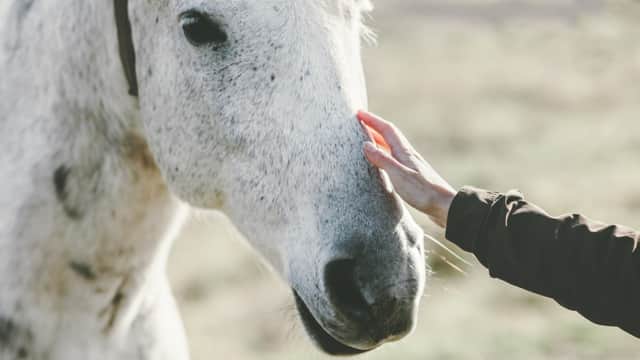 D'après une étude française, les chevaux sont capables de percevoir lorsque vous avez peur