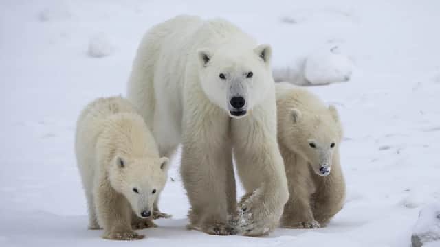 Une ourse polaire recueille un petit abandonné, un phénomène exceptionnellement rare
