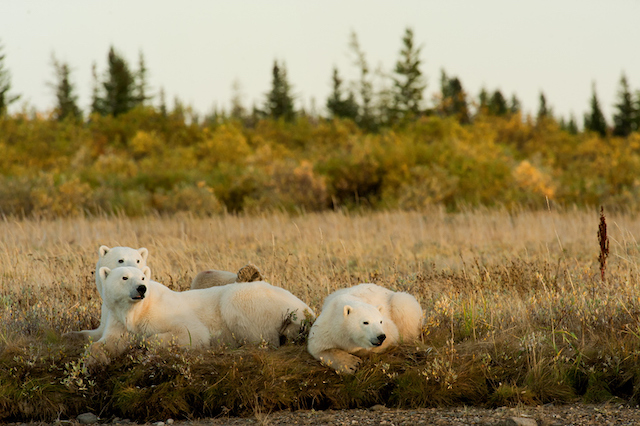 Ourse polaire avec ses petits