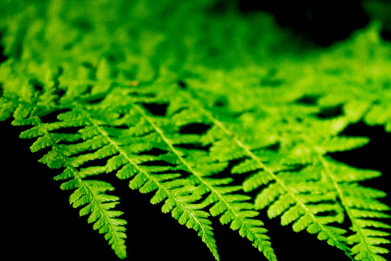 Communication des plantes